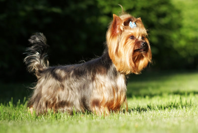 doris, morlock, dog, breeder, yorkies, puppies, for, sale, doris-morlock, dog-breeder, puppies, pups, cindy hubers breeder, usda, inspected, inspection, records, for sale